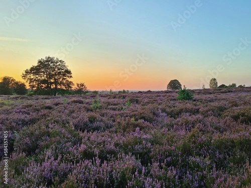 Sunrise in the National Park De Hoge Veluwe in the Netherlands with blossoming heather