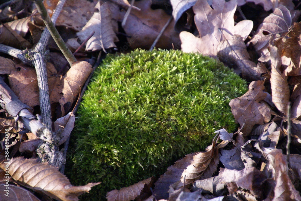 Naklejka premium Gemeines Weißmoos 584358003