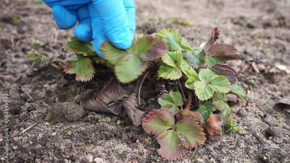 Cutting off old dry and diseased Strawberry Leaves in the Spring Garden. Removing Leaf with