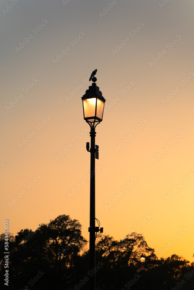 Bird sitting above the lamp post