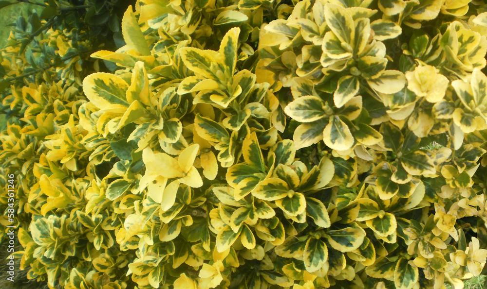 Lovely yellow and green garden scrub leaves Lovely yellow and green garden scrub leaves