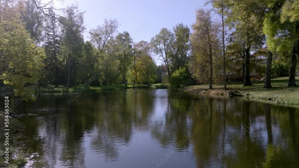 Ducks swimming in a river in a green park on a sunny day with a blue sky in the background Ducks swimming in a river in a green park on a sunny day with a blue sky in the background
