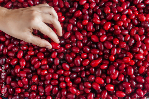 A woman's hands hold a ripe red dogwood berry lying on a table against a background of many berries