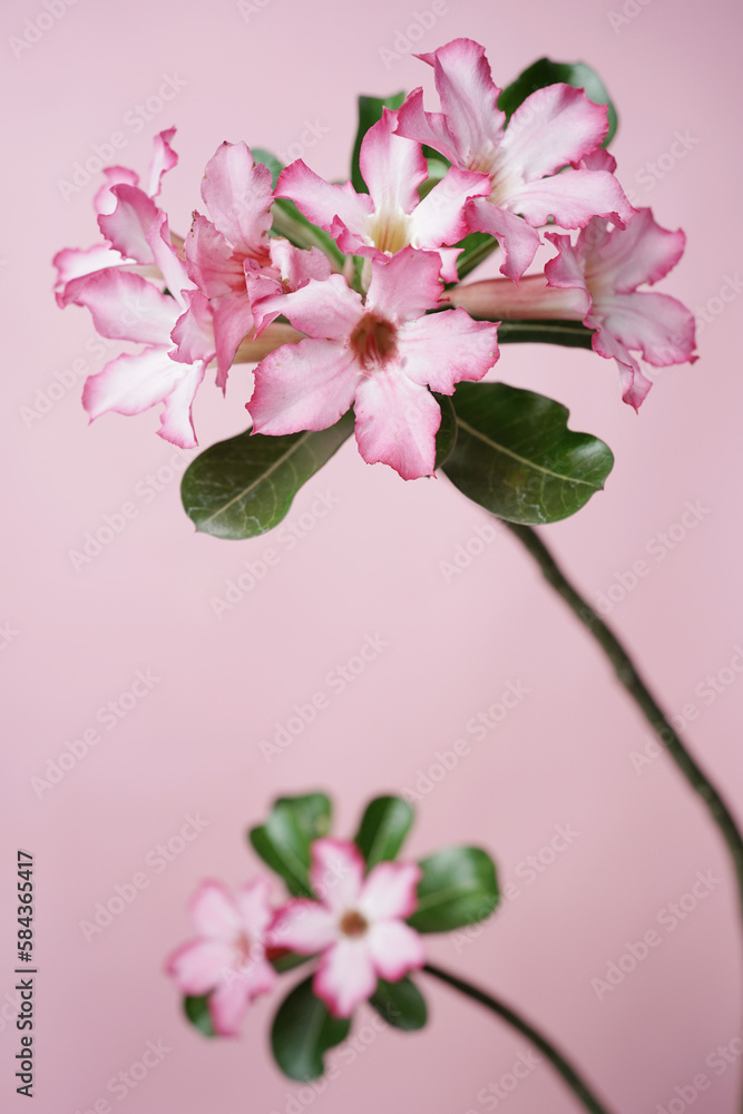 two sprigs of adenium flowers on a pink background