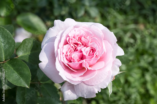 pink rose in garden