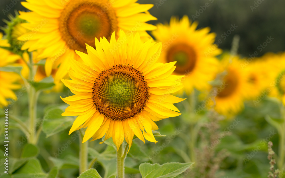Sunflower close up, early morning in summer Sunflower close up, early morning in summer