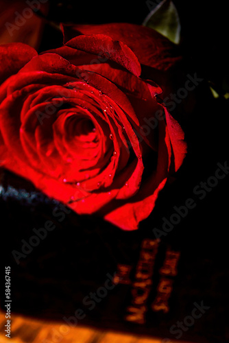 A single red rose lying on top of a leather-bound bible.