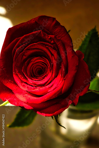A red rose standing out of a jar of water