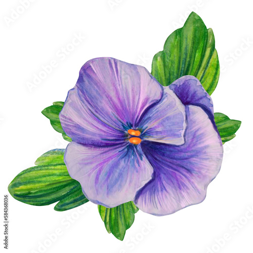 pansy flower illustration