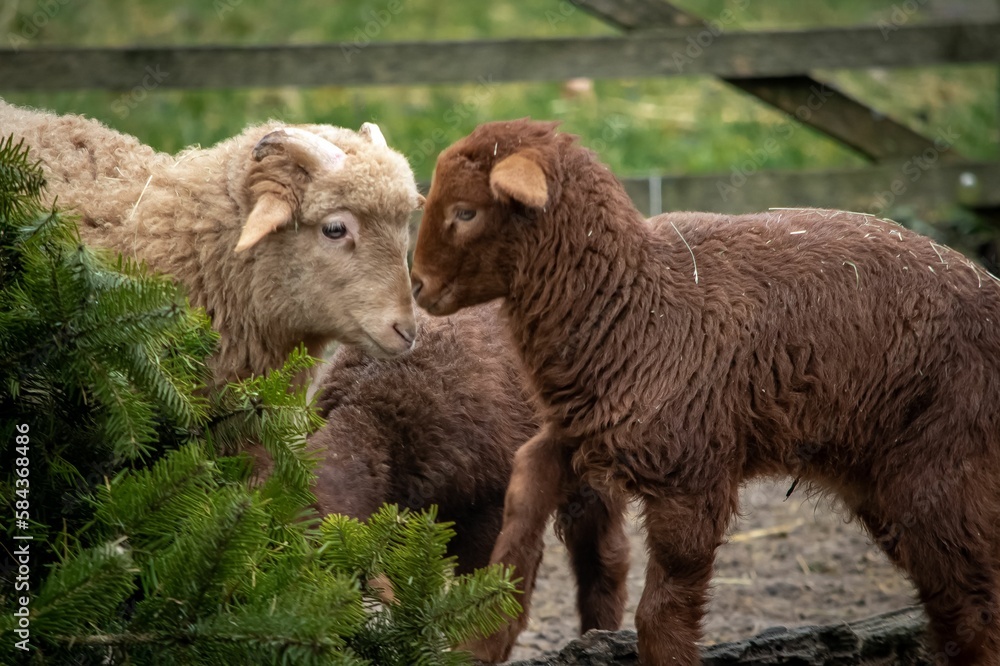 Closeup of a sheep and lambs in the wild park of Bad Mergentheim in Germany