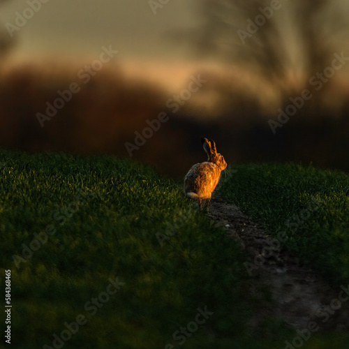 Hare Goes the Sun