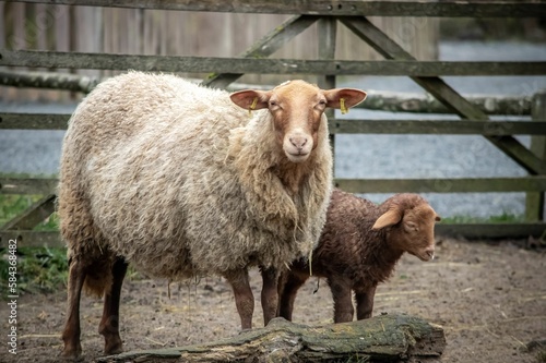 Closeup of a sheep and a lamb in the wild park of Bad Mergentheim in Germany.