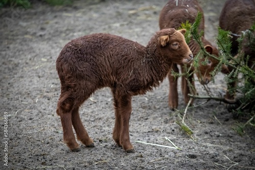 Closeup of lambs in the wild park of Bad Mergentheim in Germany