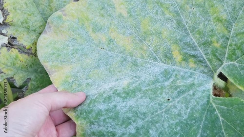 Diseased pumpkin leaf in the garden. Powdery mildew on a pumpkin plant. photo