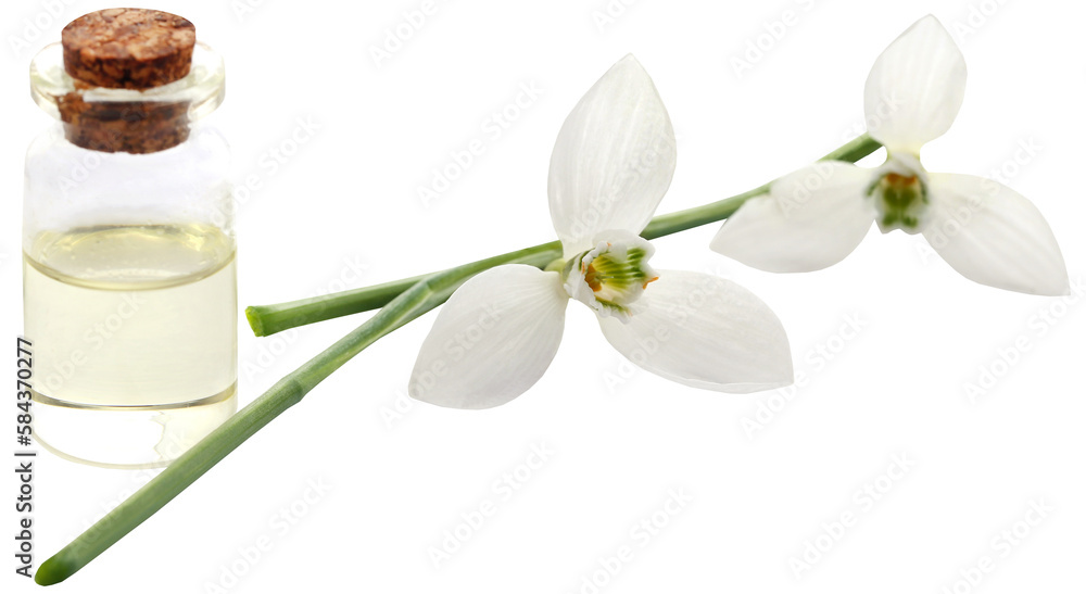 Snowdrop with essential oil in a bottle Snowdrop with essential oil in a bottle