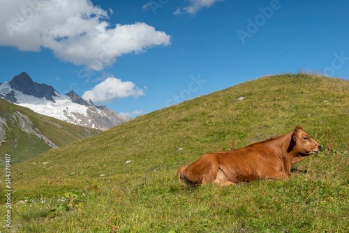 A young Tarentaise cattle in Tour Du Mount Blanc in a green landscape
