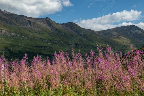 Breathtaking view of the fireweed flowers in Tour Du Mount Blanc in a green landscape