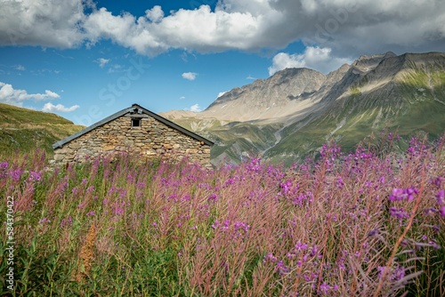 The fireweed flowers in Tour Du Mount Blanc in a green landscape with a house made of stones