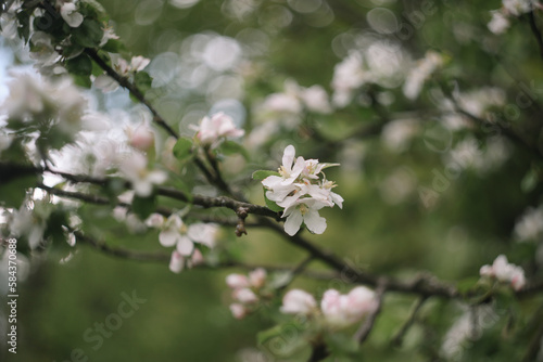 Fototapeta Naklejka Na Ścianę i Meble -  Spring banner, branches of blossoming cherry against background of blue sky on nature outdoors. Dreamy romantic image spring, landscape panorama, copy space.