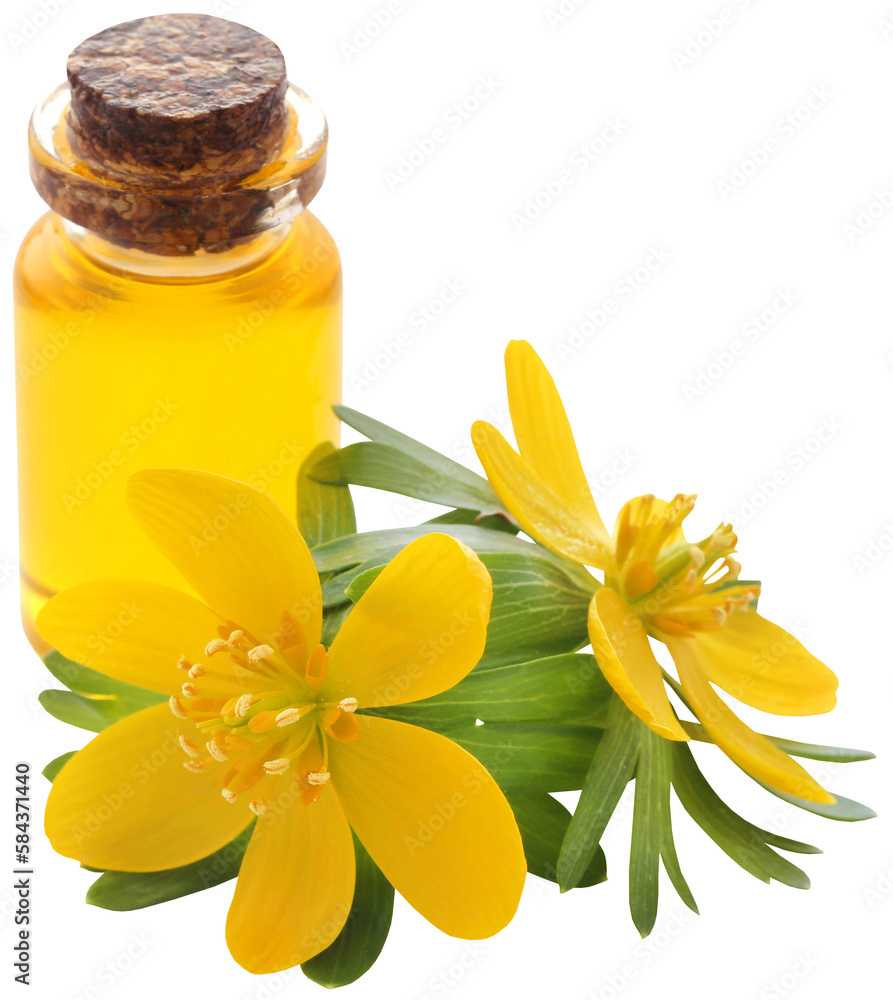 Eranthis hyemalis and medicinal extract Eranthis hyemalis and medicinal extract