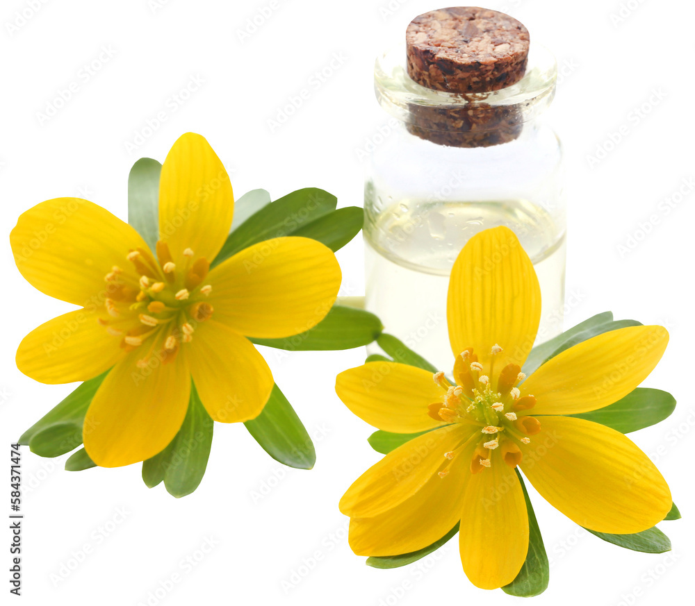 Eranthis hyemalis and medicinal extract Eranthis hyemalis and medicinal extract