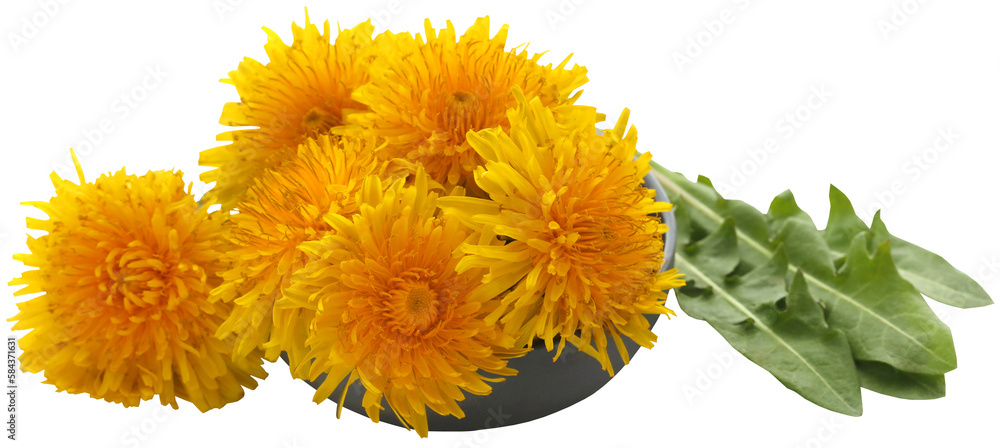 Medicinal dandelion Medicinal dandelion