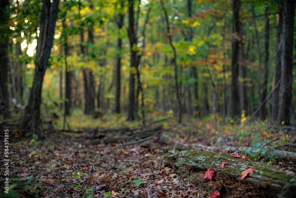 Beautiful shot of a forest in Shenandoah National Park Beautiful shot of a forest in Shenandoah National Park