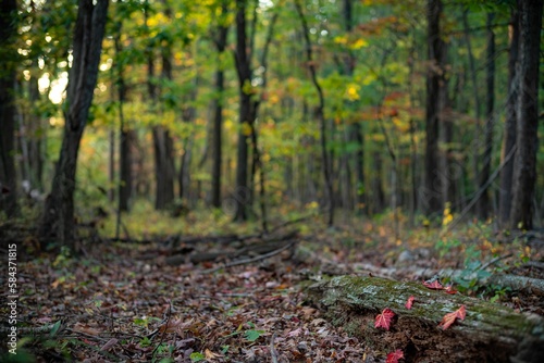 Beautiful shot of a forest in Shenandoah National Park