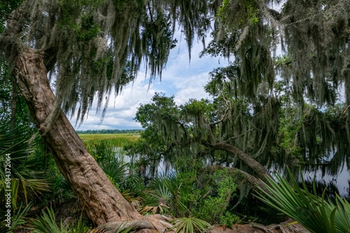 Lush green vegetation of Magnolia Plantation and Gardens in South Carolina