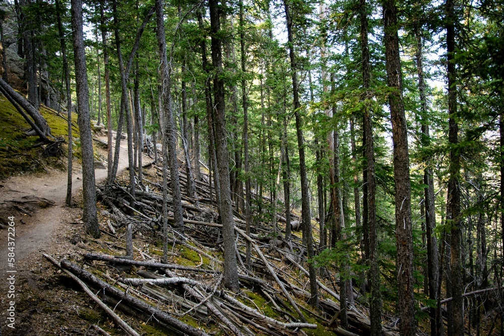Beautiful shot of spruces growing in Custer State Park in South Dakota Beautiful shot of spruces growing in Custer State Park in South Dakota