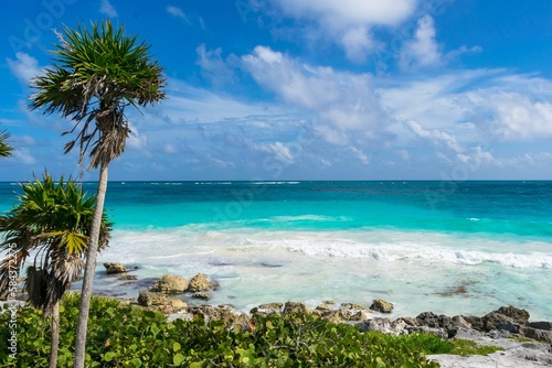 Beautiful shot of palms growing on a beach in Tulum Mexico