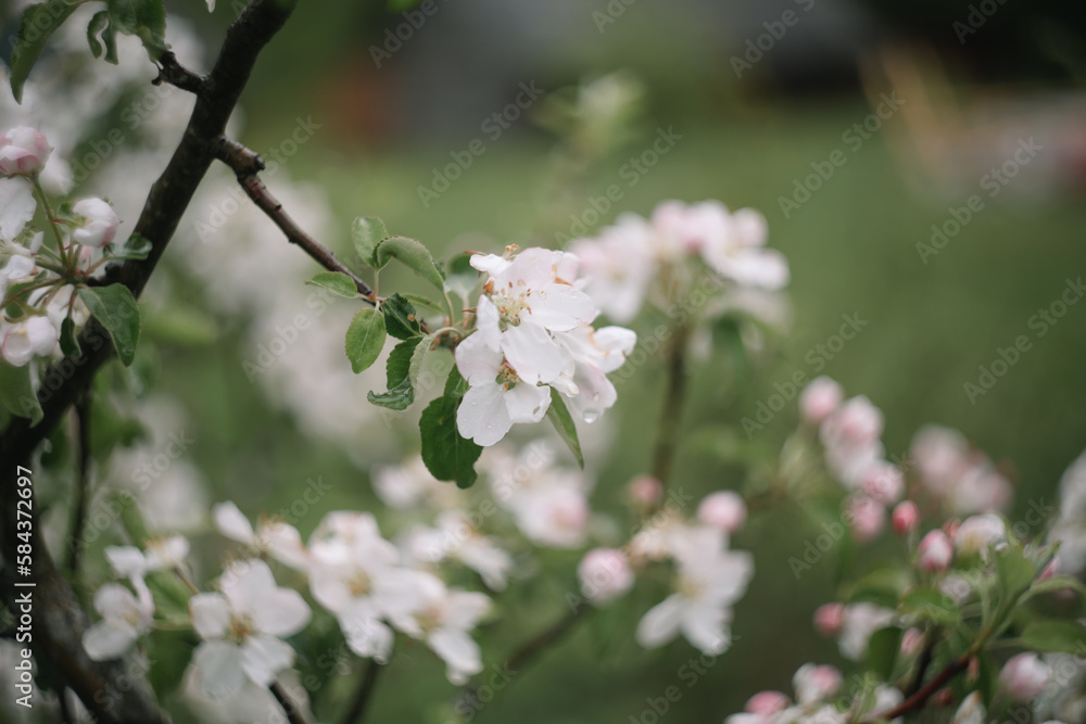 Spring banner, branches of blossoming cherry against background of blue sky on nature outdoors. Dreamy romantic image spring, landscape panorama, copy space. Spring banner, branches of blossoming cherry against background of blue sky on nature outdoors. Dreamy romantic image spring, landscape panorama, copy space.