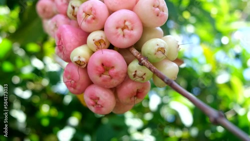 Wax apple, Syzygium Samarangense, java apple, Semarang rose apple, wax jambu. photo