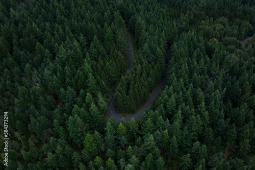 Aerial view over road in a green forest, colorful landscape with roadway, pine trees, Madeira Island