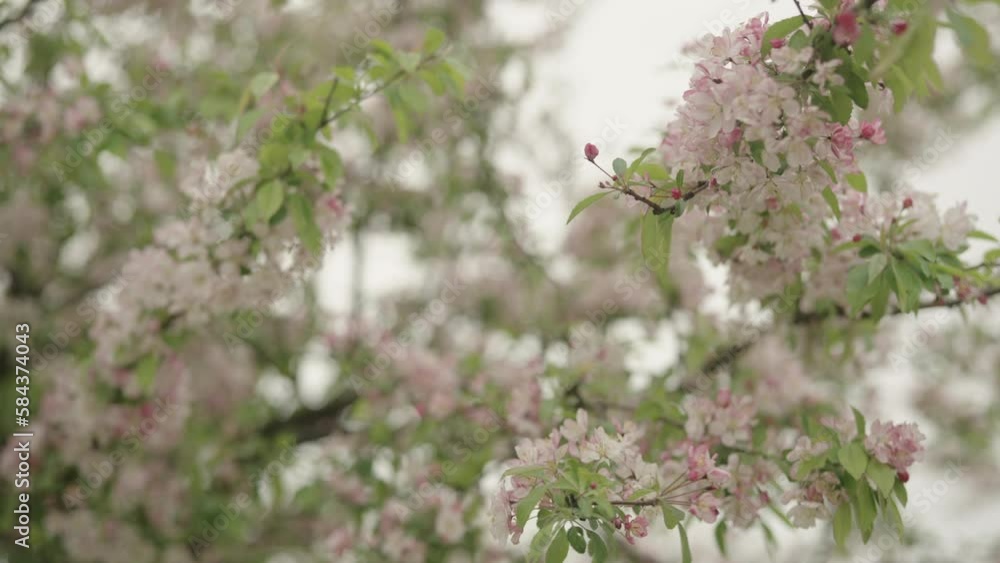 Slow motion gimbal shot of tender pinkish apple flowers on a young tree closeup Slow motion gimbal shot of tender pinkish apple flowers on a young tree closeup