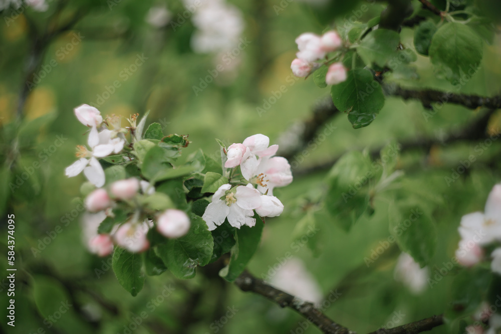 Spring banner, branches of blossoming cherry against background of blue sky on nature outdoors. Dreamy romantic image spring, landscape panorama, copy space. Spring banner, branches of blossoming cherry against background of blue sky on nature outdoors. Dreamy romantic image spring, landscape panorama, copy space.