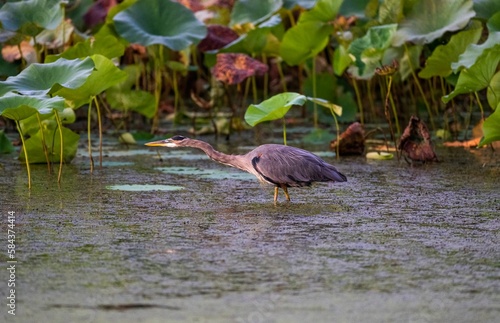 Closeup of a Gret Blue Heron bird on a pond covered in algae photo