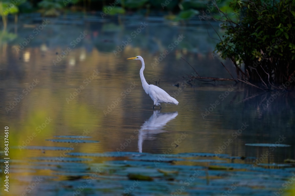 Scenic shot of a Great White Egret bird perched on a lake and reflecting on the water