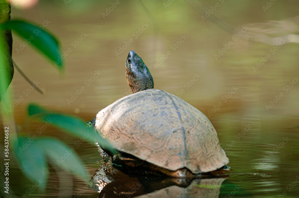 Obraz premium Swimming