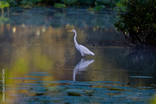 Scenic shot of a Great White Egret bird perched on a lake and reflecting on the water