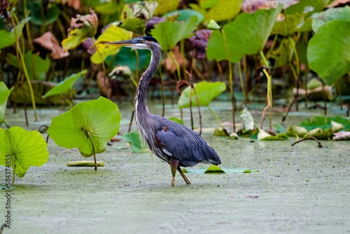 Beautiful blue heron walking in the lake with green leaves in teh background