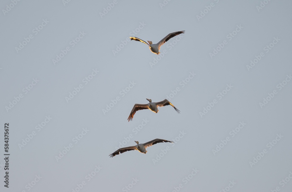 Common gulls (Larus canus) flying in the blue sky Common gulls (Larus canus) flying in the blue sky