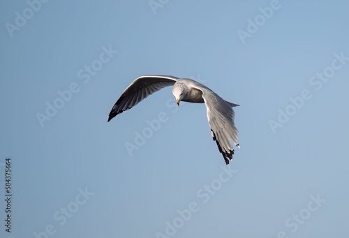 Common gull  Larus canus  flying in the blue sky