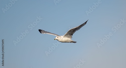 Common gull (Larus canus) flying in the blue sky