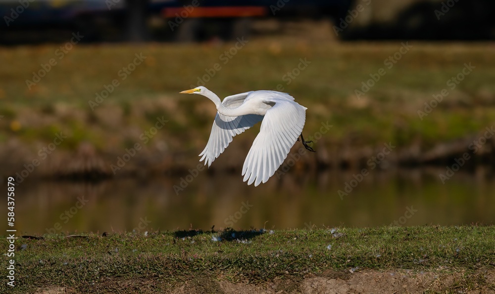 Obraz premium Selective focus shot of a great white egret in flight over a lake