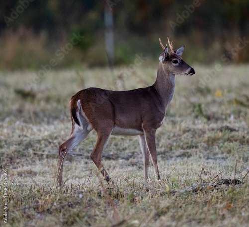 Selective focus shot of a deer in its natural habitat