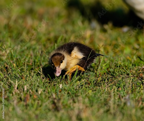 Closeup shot of a baby duck in a green field during the day © Robert Beal/Wirestock Creators