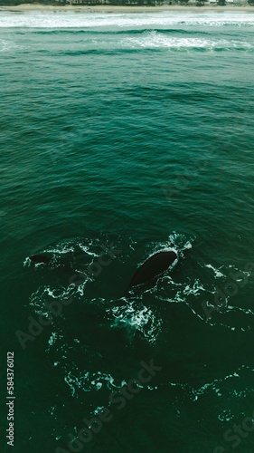 Baleia Franca Oceano Atlantico Sul Eubalaena Australis Animal Aquático Água Salgada Mar Vida Marinha Submarina Natureza Peixe Mamífero Sol Verão Conservação Drone Aérea © Pedro