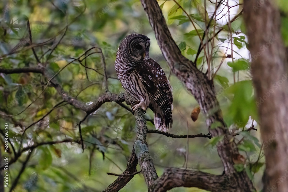 Barred owl perched on a tree. Strix varia. Barred owl perched on a tree. Strix varia.