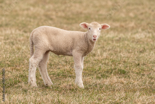 Newborn Lamb in Pasture Looking at Camera with copy space.  © Lee